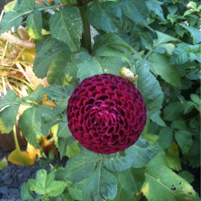 Dahlia Moor Place in the GardenTags plant encyclopedia