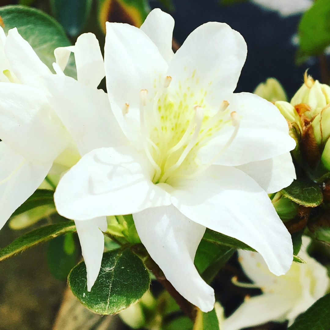 Azalea Fago No Fugi in the GardenTags plant encyclopedia