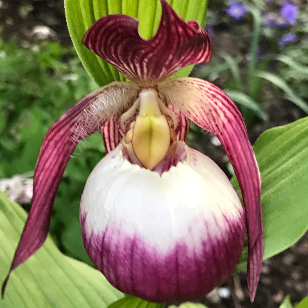 Slipper Orchid in the GardenTags plant encyclopedia