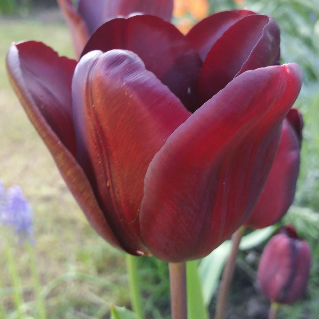 Tulip Jan Reus (Triumph) in the GardenTags plant encyclopedia