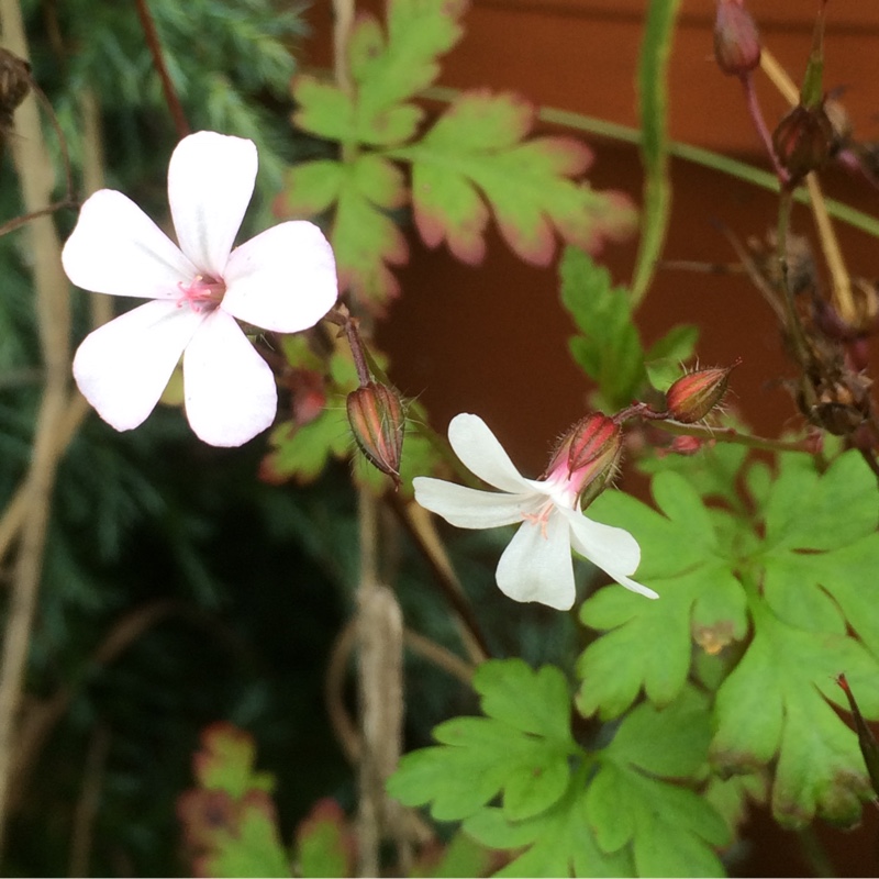 White Herb-Robert in the GardenTags plant encyclopedia