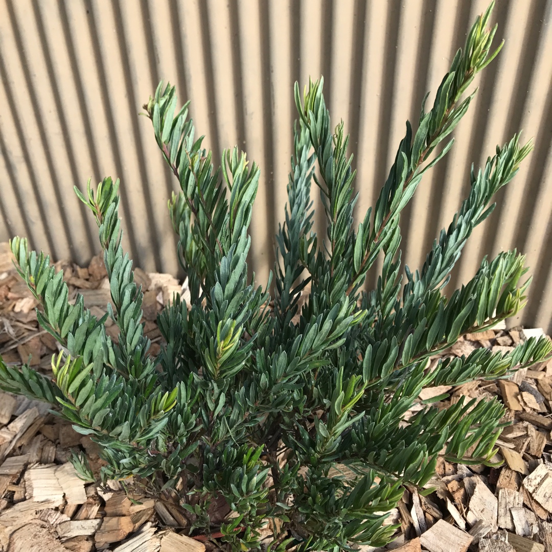 Grevillea Bonnie Prince Charlie in the GardenTags plant encyclopedia