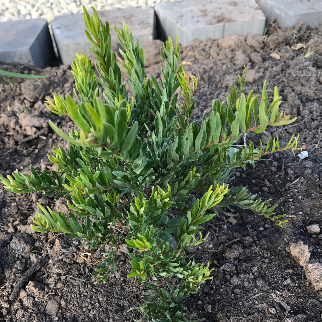 Grevillea Rosys Baby in the GardenTags plant encyclopedia