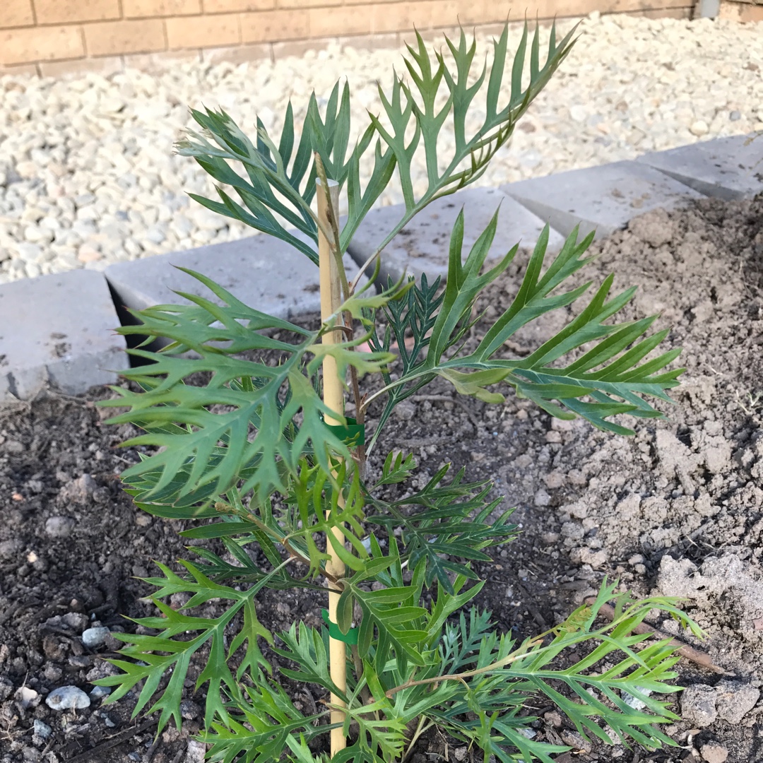 Grevillea cream passion in the GardenTags plant encyclopedia