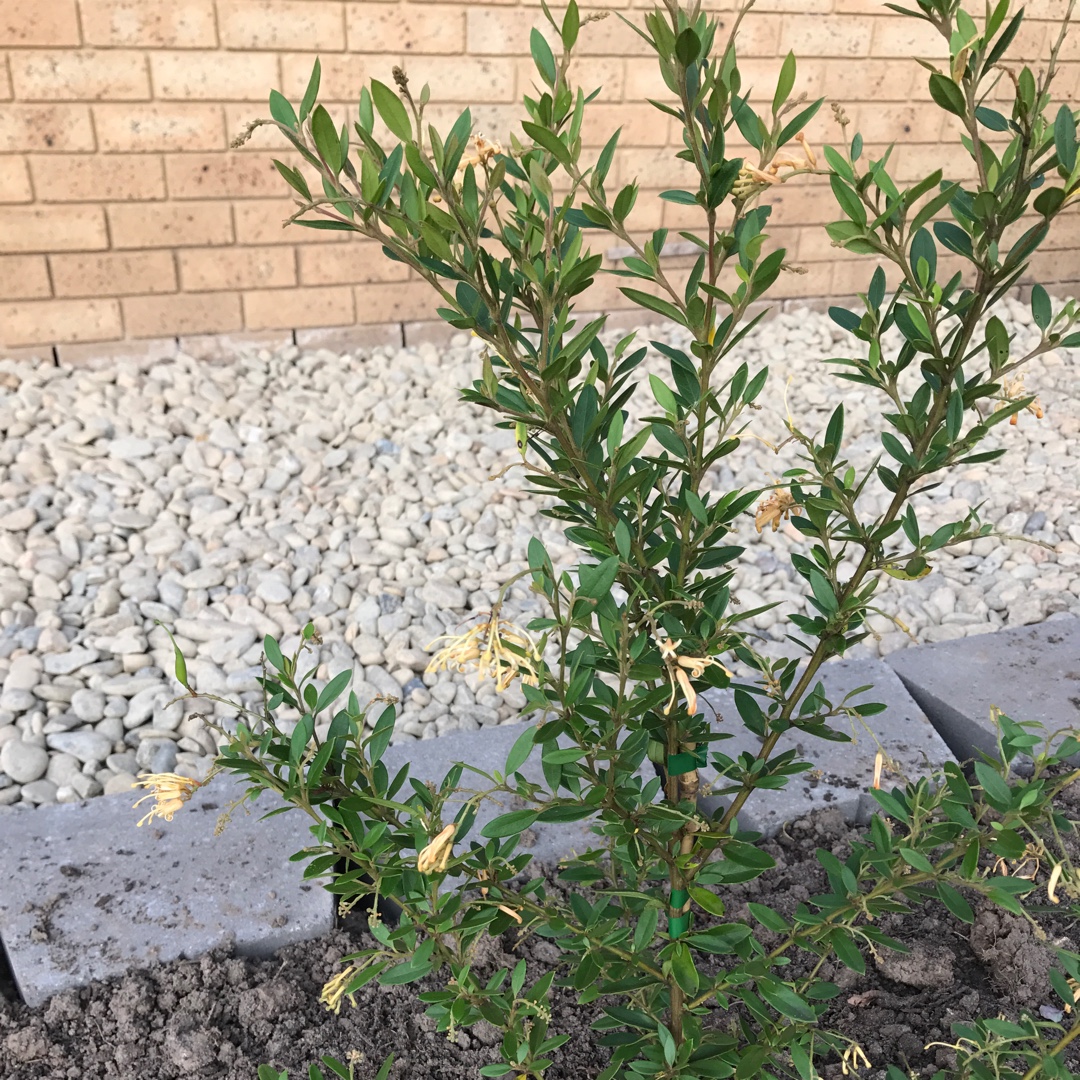 Grevillea Deua Gold in the GardenTags plant encyclopedia