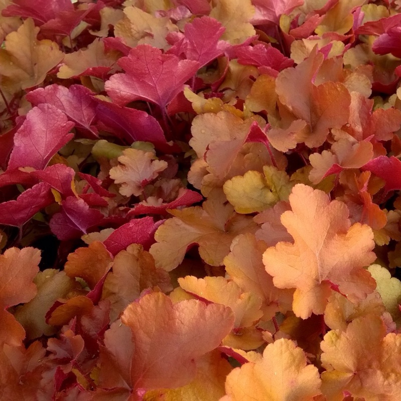 Alumroot Sunrise in the GardenTags plant encyclopedia