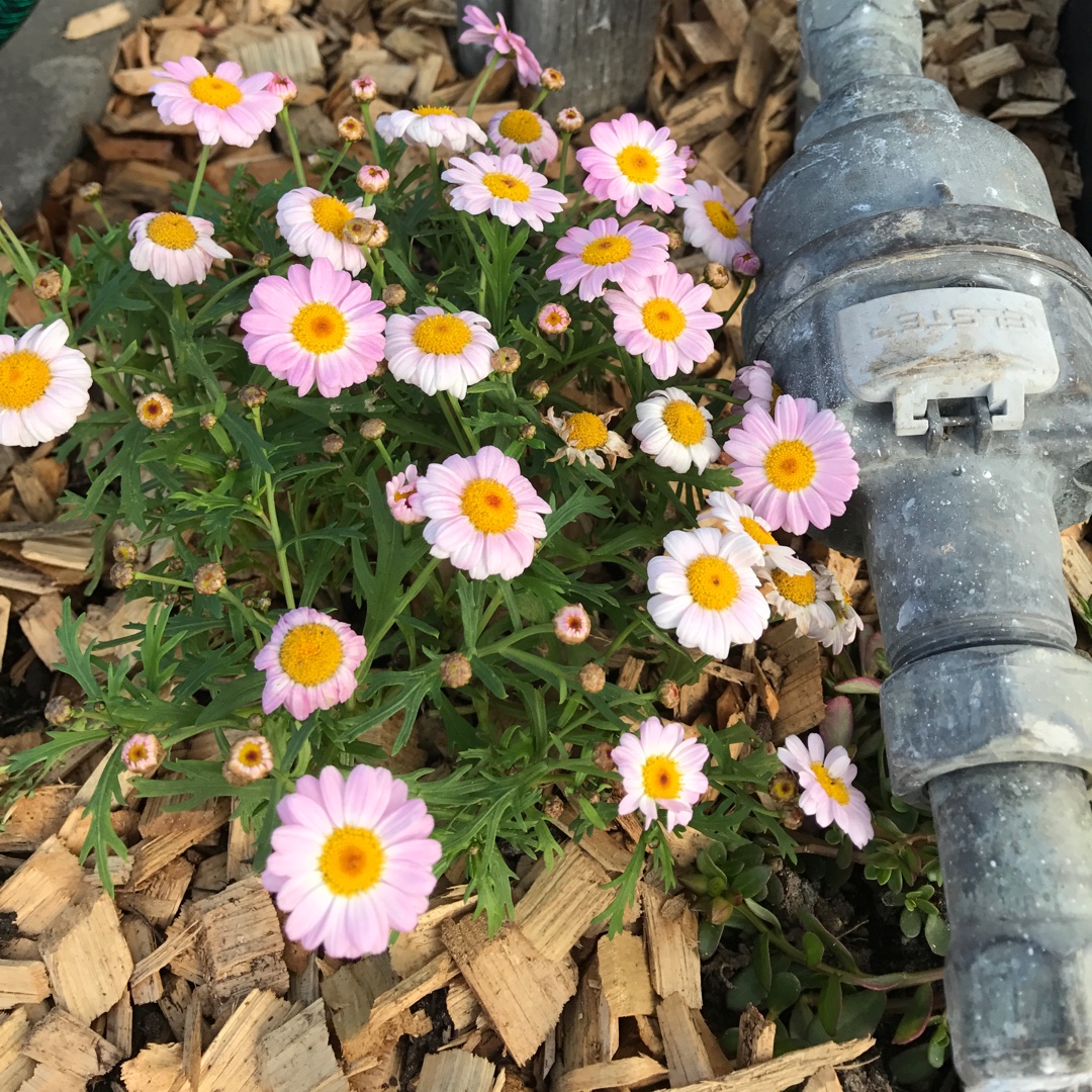 Argyranthemum Angelic in the GardenTags plant encyclopedia