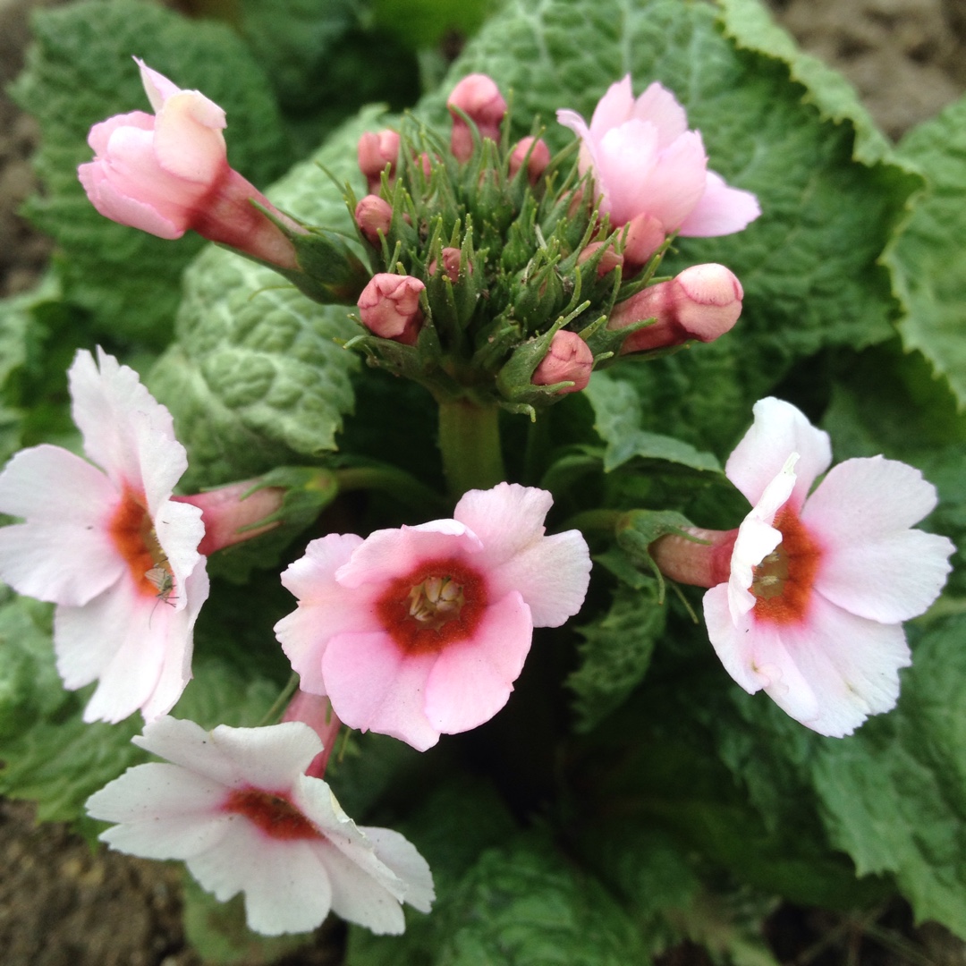 Japanese Primula Apple Blossom in the GardenTags plant encyclopedia