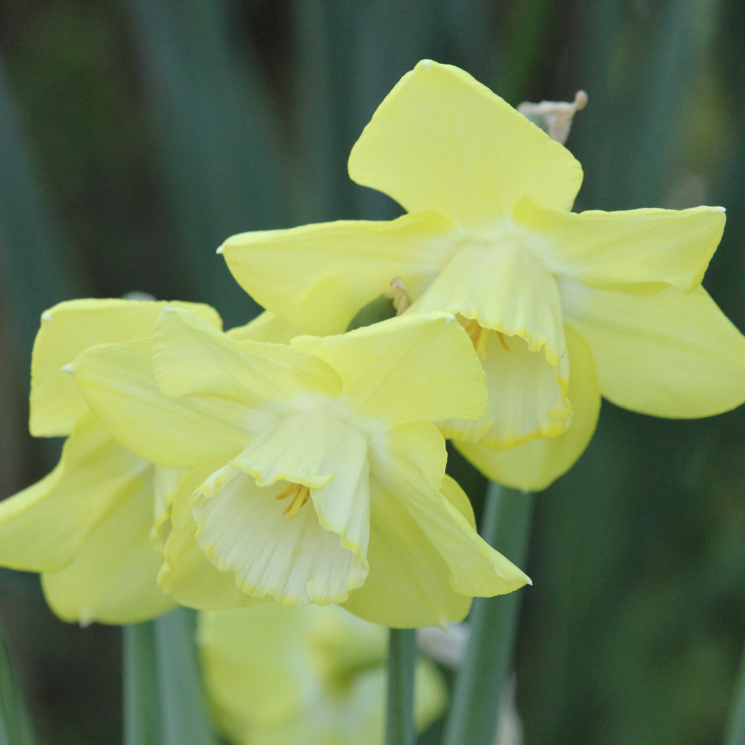 Daffodil Binkie (Large-cupped) in the GardenTags plant encyclopedia