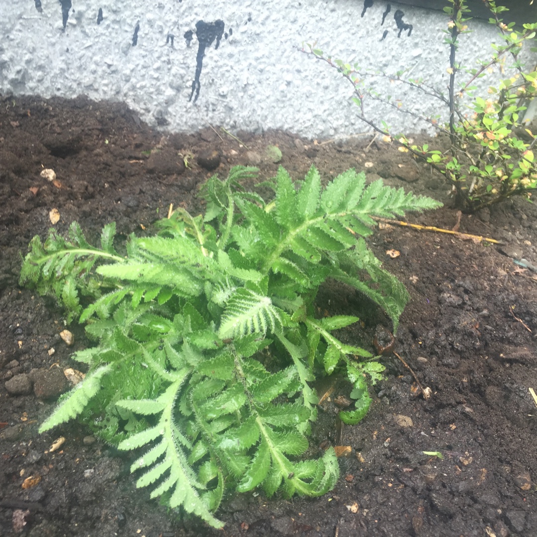 Oriental Poppy in the GardenTags plant encyclopedia