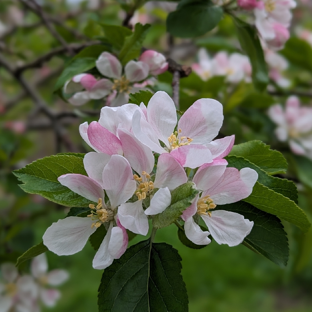 Apple Greensleeves in the GardenTags plant encyclopedia