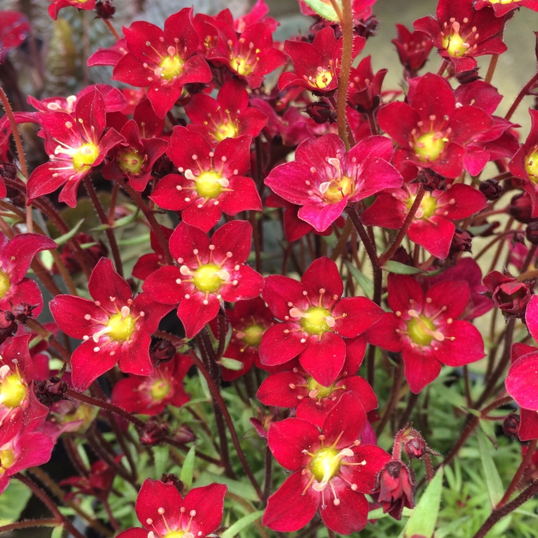 Saxifrage Touran Deep Red in the GardenTags plant encyclopedia