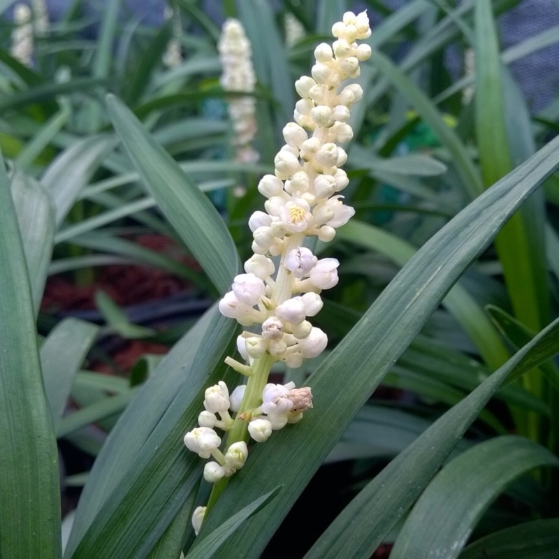 Lilyturf Monroe White in the GardenTags plant encyclopedia