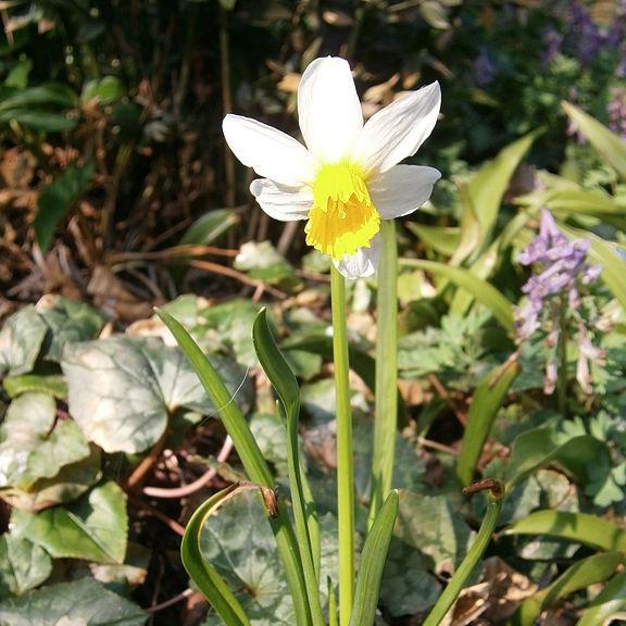 Daffodil Jack Snipe (Cyclamineus) in the GardenTags plant encyclopedia