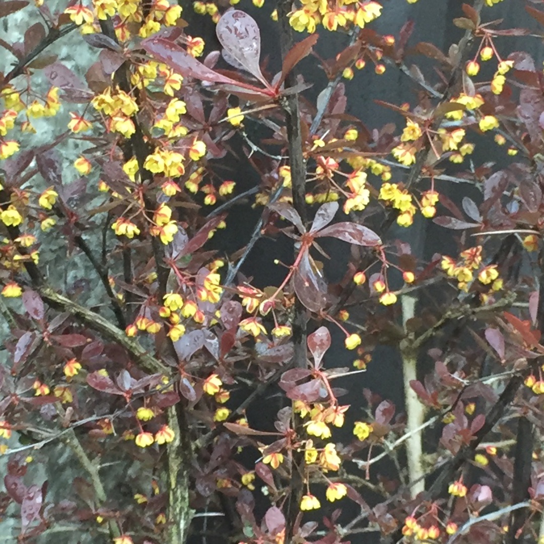 Japanese Barberry Red Chief in the GardenTags plant encyclopedia