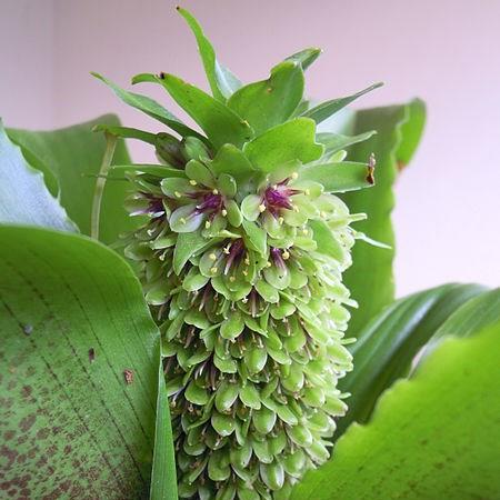 Pineapple Lily (Species) Montane Pineapple Lily in the GardenTags plant encyclopedia