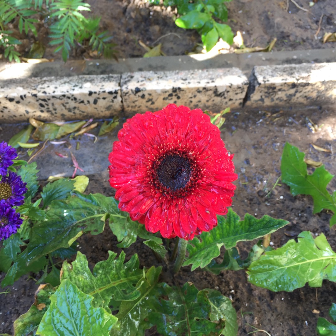 Gerbera Pom Pom in the GardenTags plant encyclopedia