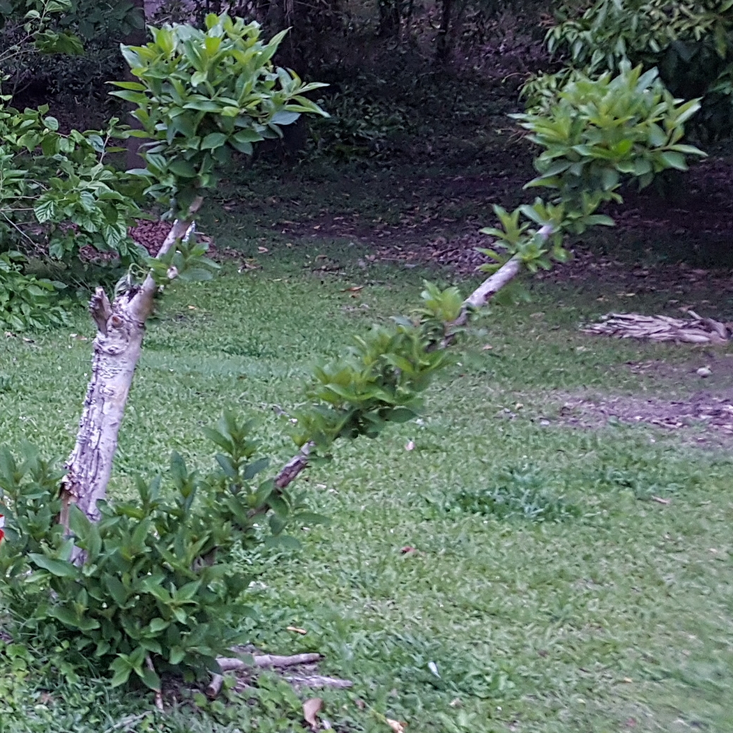 Glory Bush Groovy Baby in the GardenTags plant encyclopedia