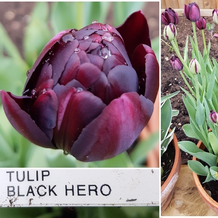 Tulip Black Hero (Double Late) in the GardenTags plant encyclopedia