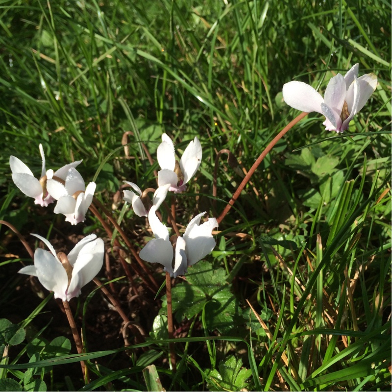 Cyclamen (Species) Ivy-Leaved Cyclamen Album in the GardenTags plant encyclopedia