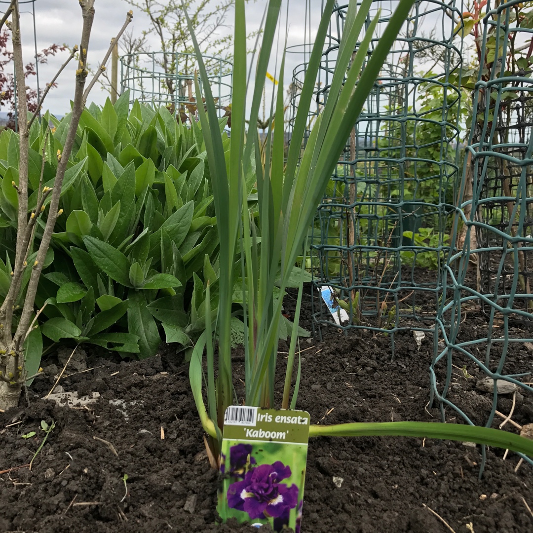 Siberian Iris Kaboom in the GardenTags plant encyclopedia