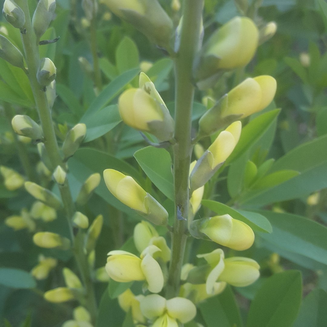 False Indigo Carolina Moonlight in the GardenTags plant encyclopedia