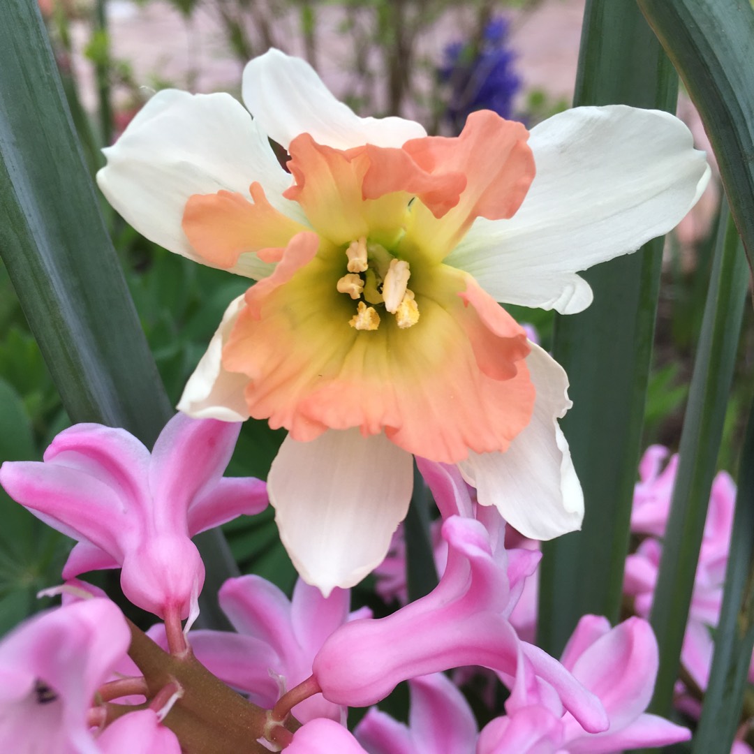 Daffodil British Gamble (Trumpet) in the GardenTags plant encyclopedia