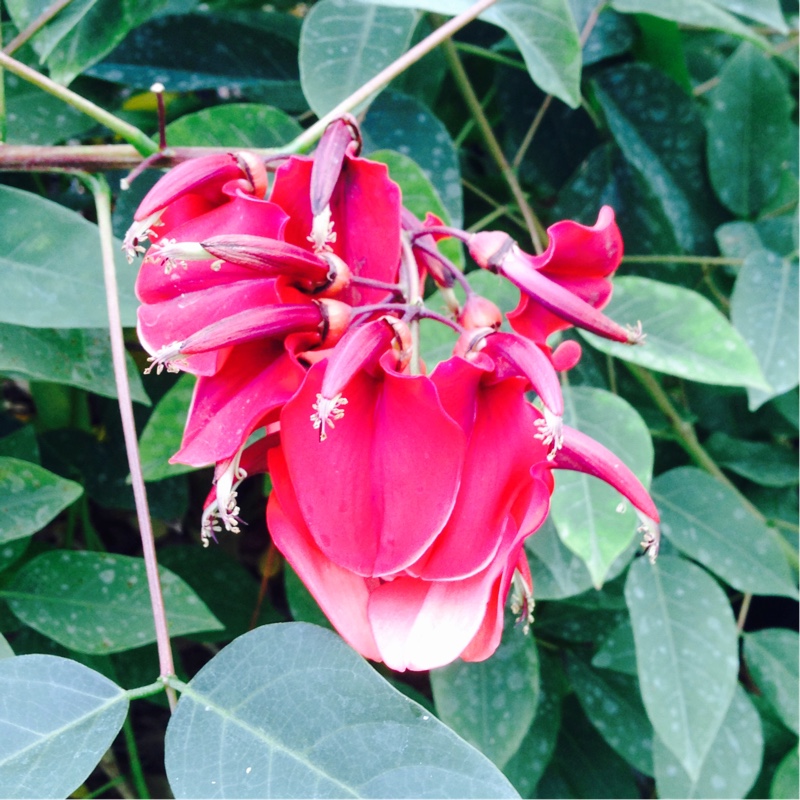 Cockspur Coral Tree in the GardenTags plant encyclopedia