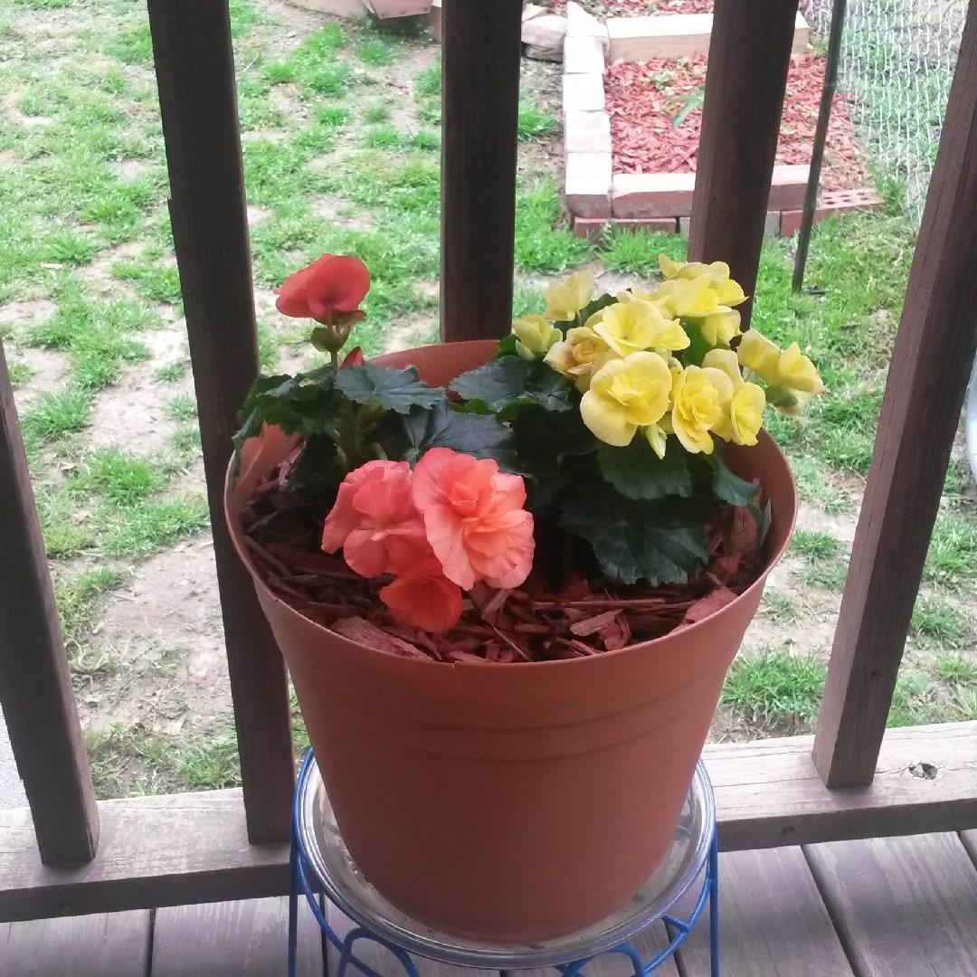 Begonia Blitz in the GardenTags plant encyclopedia