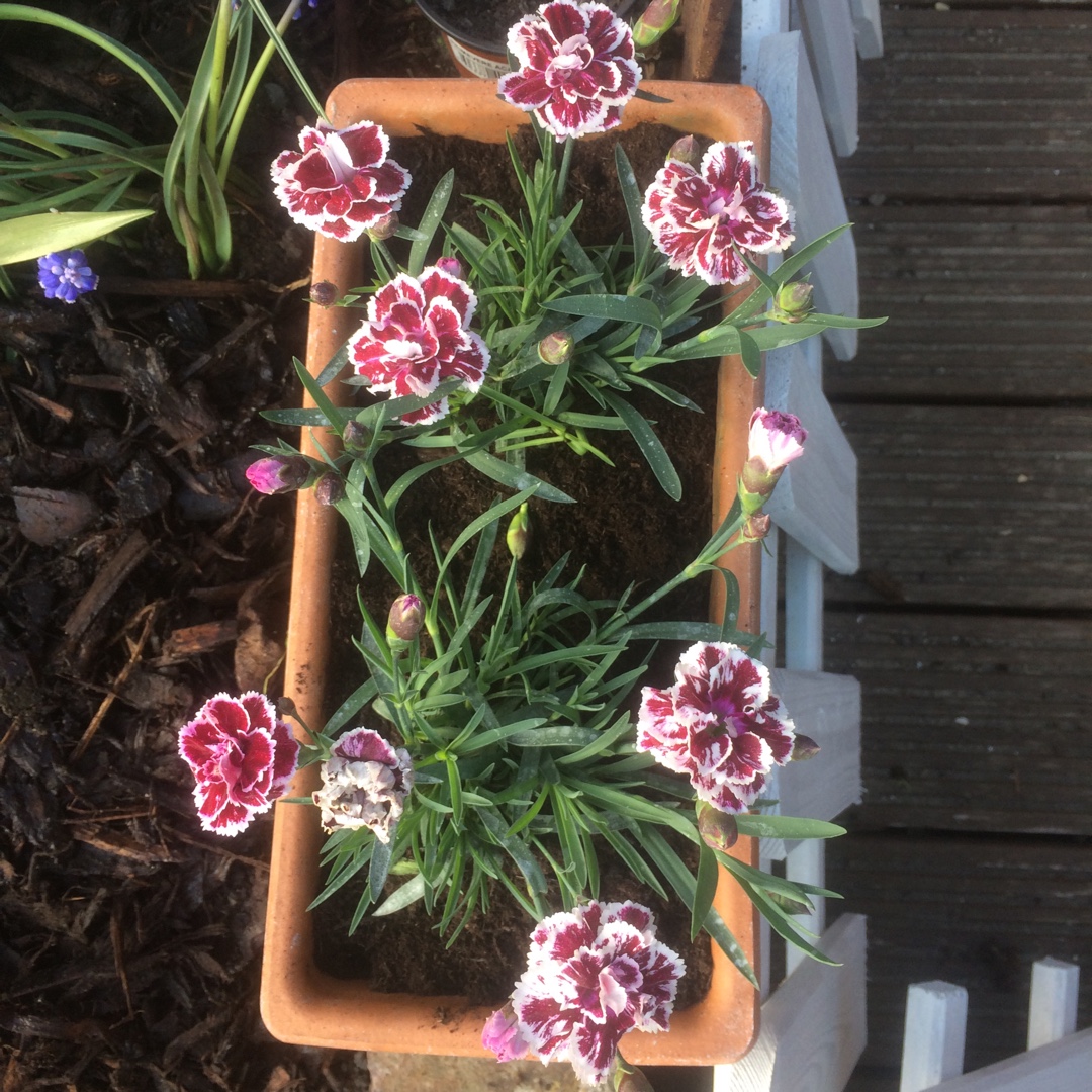 Carnation SuperTrouper™ Sissy in the GardenTags plant encyclopedia