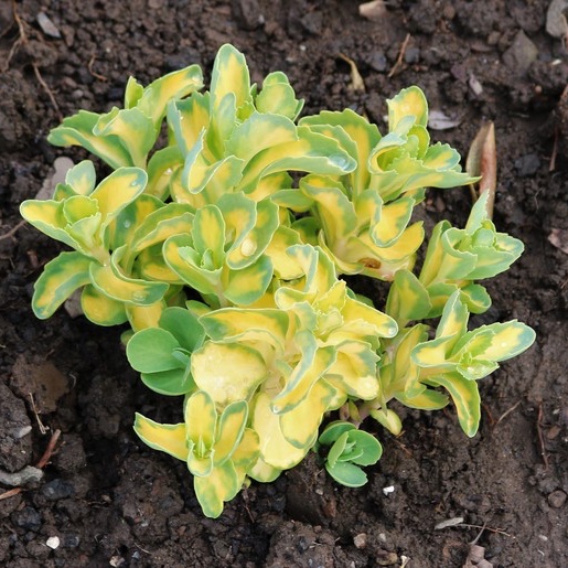 Sedum Erythrostictum Mediovariegatum in the GardenTags plant encyclopedia