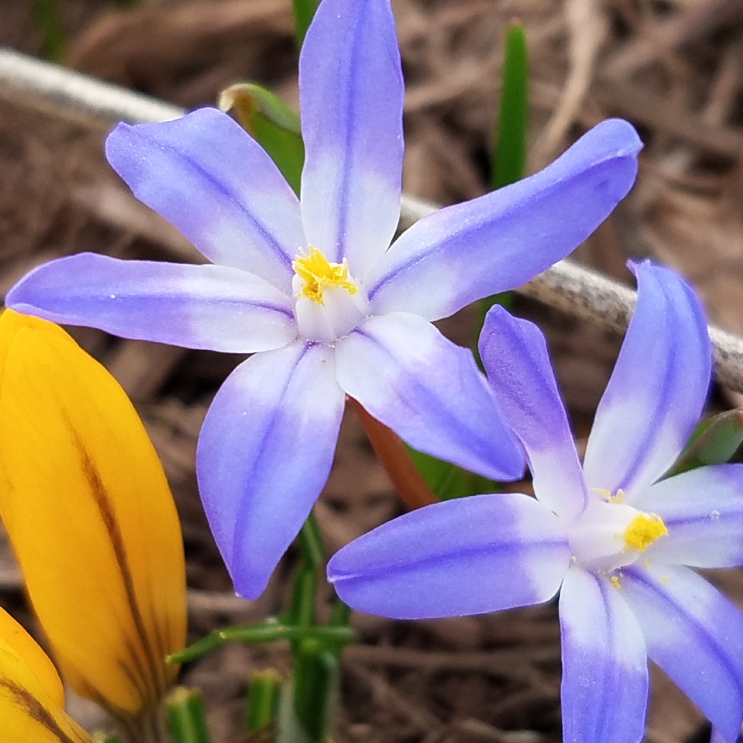 Glory-of-the-Snow in the GardenTags plant encyclopedia