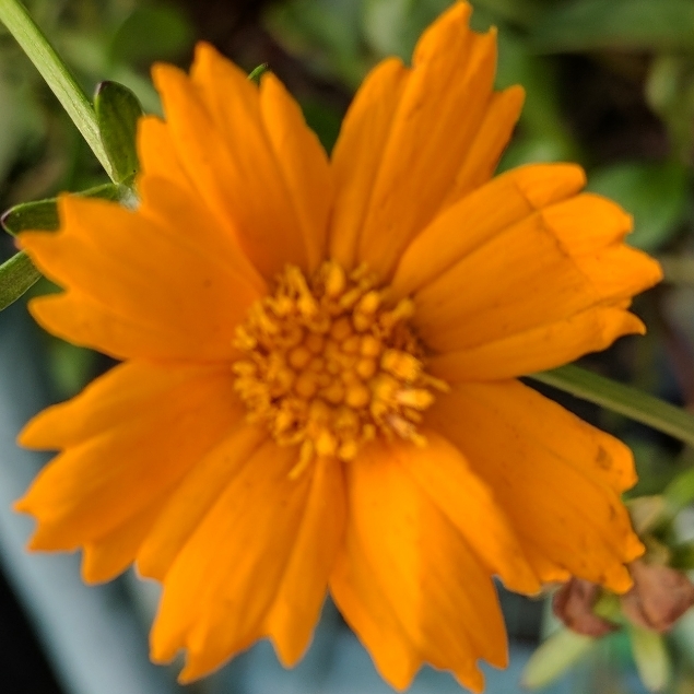 Coreopsis auriculata 'Nana', Dwarf Coreopsis in GardenTags plant ...