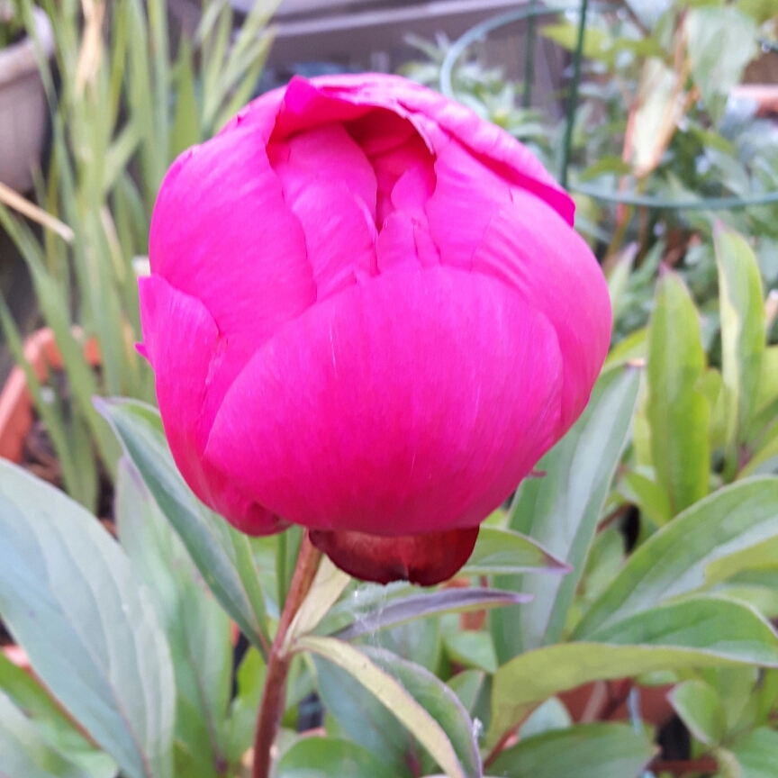 Peony Kansas (Herbaceous) in the GardenTags plant encyclopedia