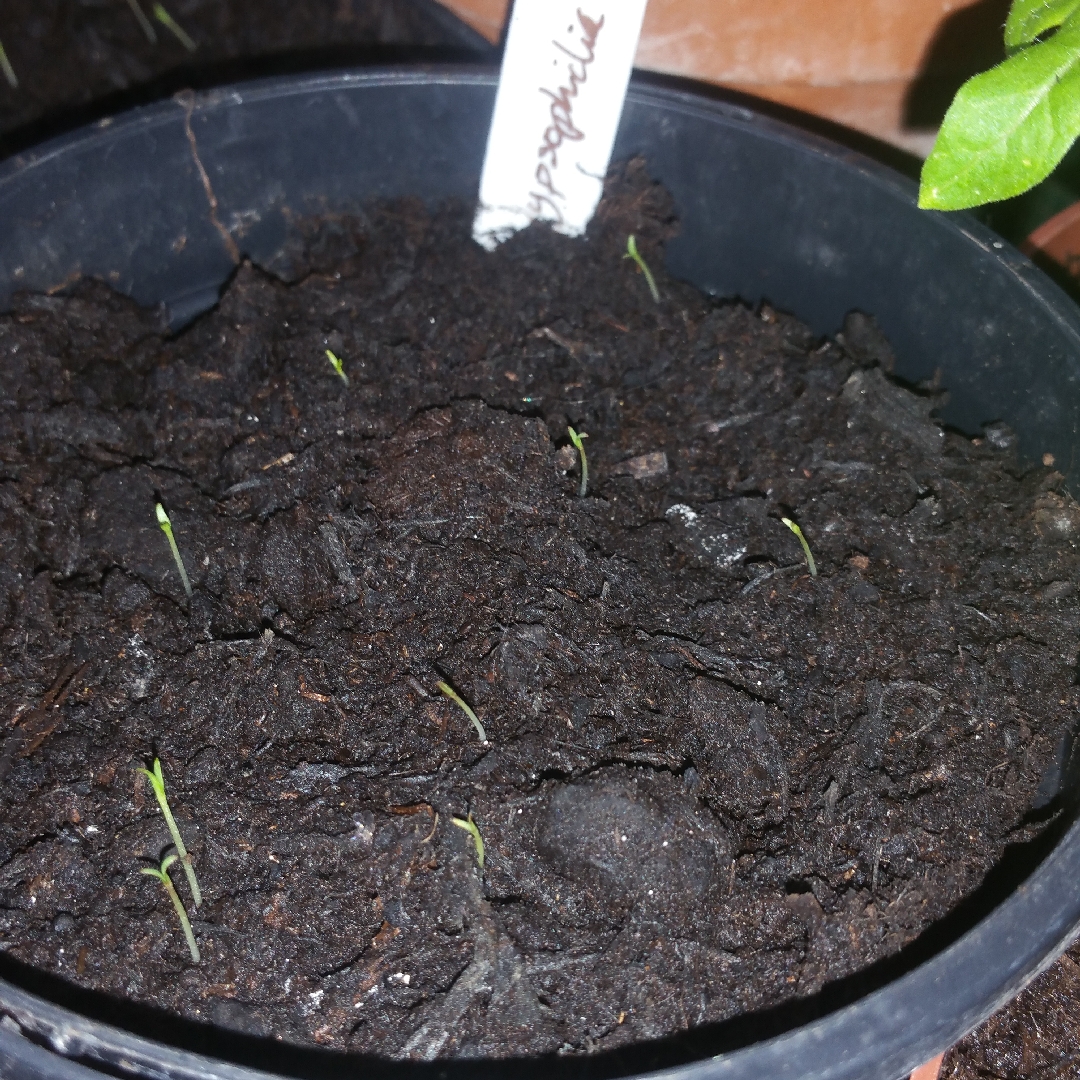 Babys Breath Kermesina in the GardenTags plant encyclopedia