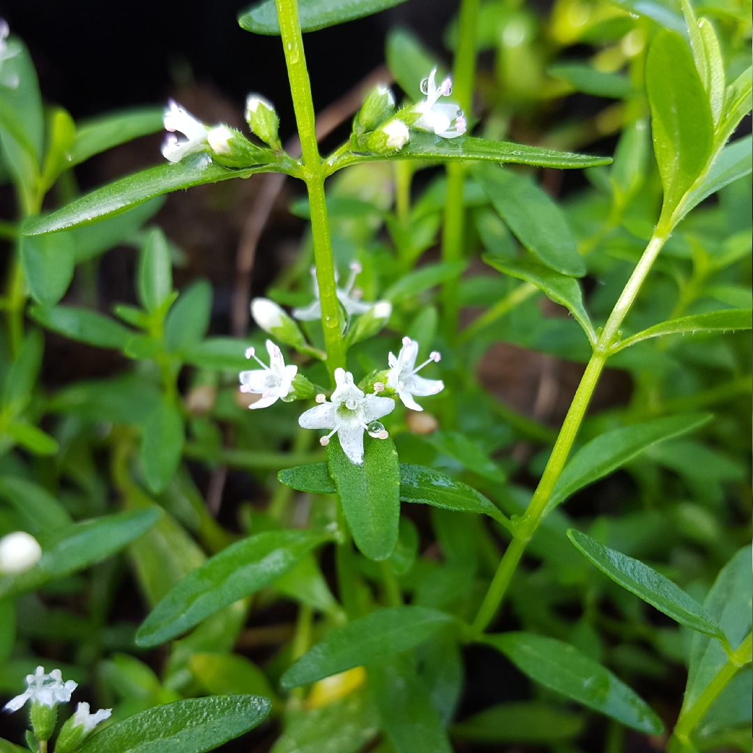 Creeping Mint in the GardenTags plant encyclopedia