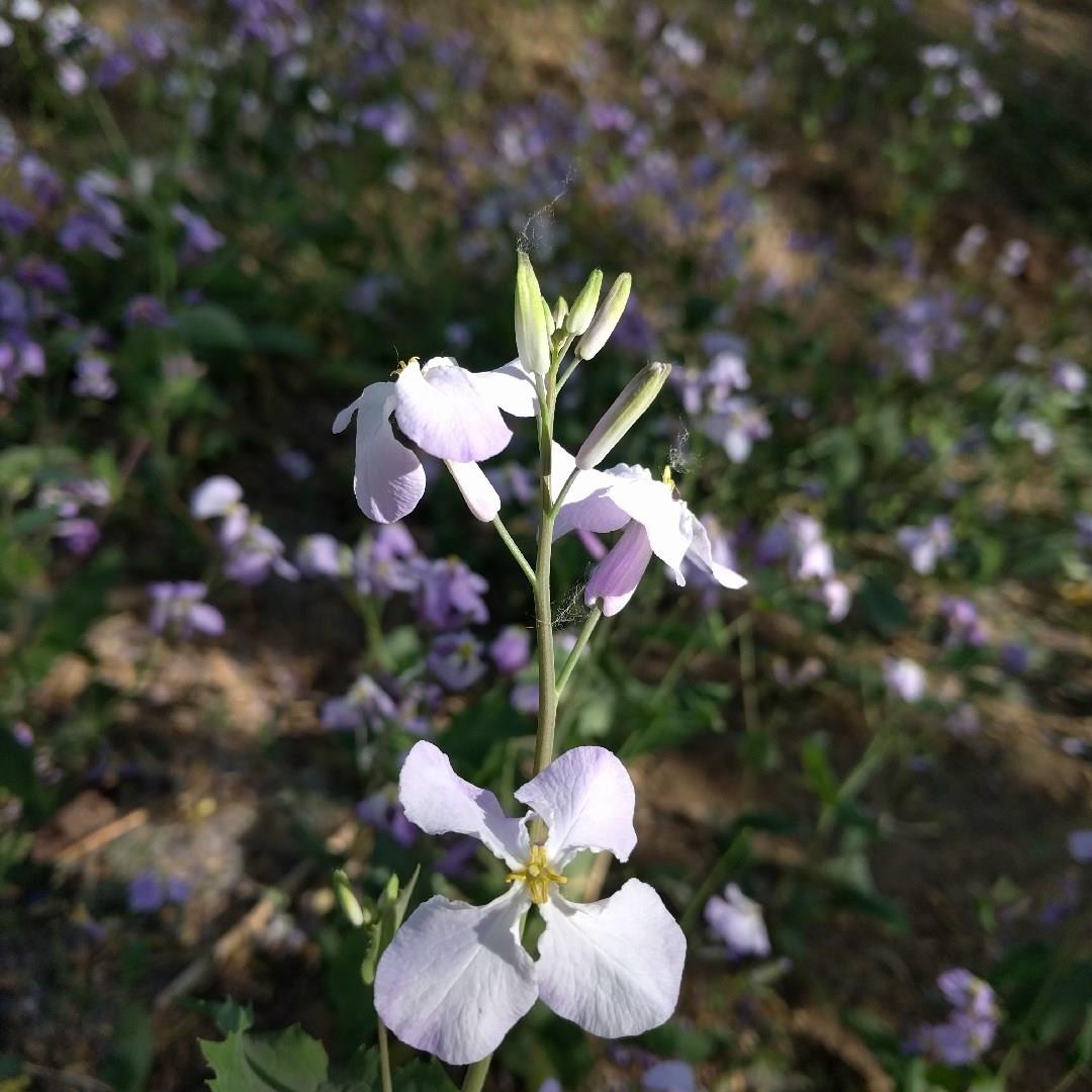 Chinese violet cress in the GardenTags plant encyclopedia