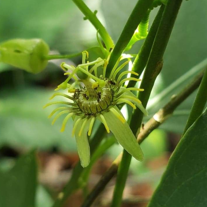 corkystem passion flower in the GardenTags plant encyclopedia