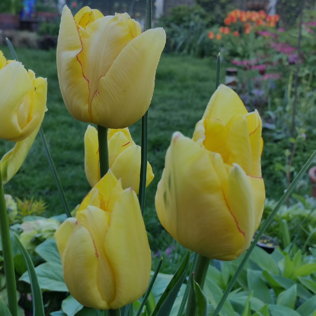 Tulip Aquilla (Double Late) in the GardenTags plant encyclopedia