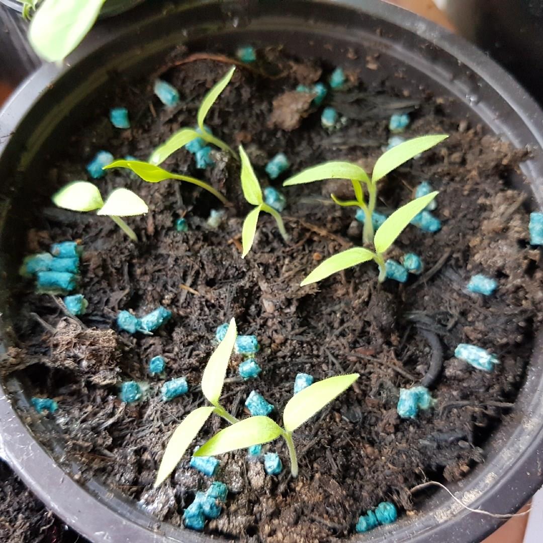 Thai Eggplant in the GardenTags plant encyclopedia