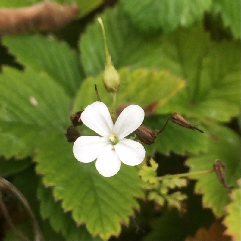 Herb Robert Celtic White in the GardenTags plant encyclopedia