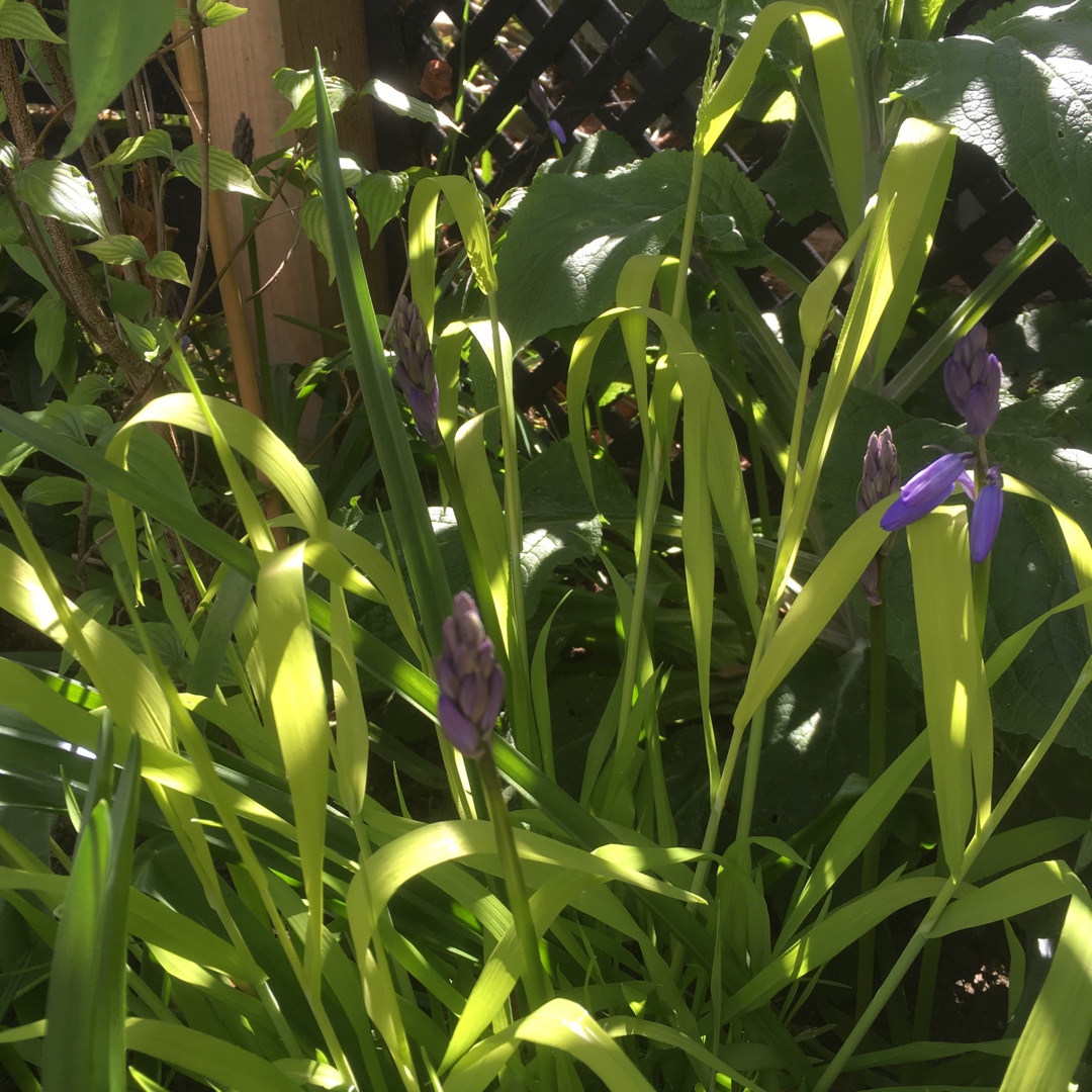 Bowles Golden Grass in the GardenTags plant encyclopedia