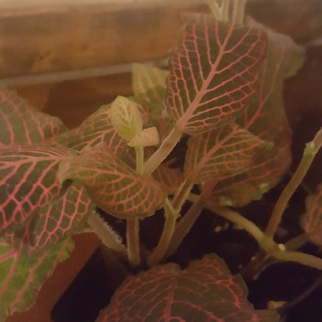 Nerve Plant Red Anne in the GardenTags plant encyclopedia