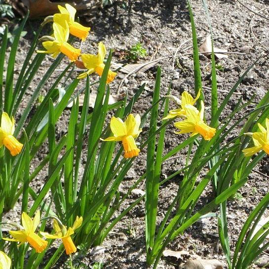 Daffodil Jetfire (Cyclamineus) in the GardenTags plant encyclopedia