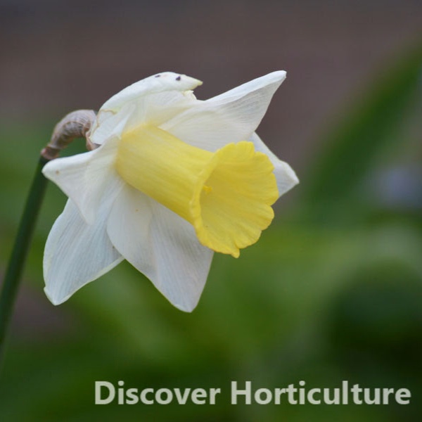 Daffodil Queen Fiona (Trumpet) in the GardenTags plant encyclopedia