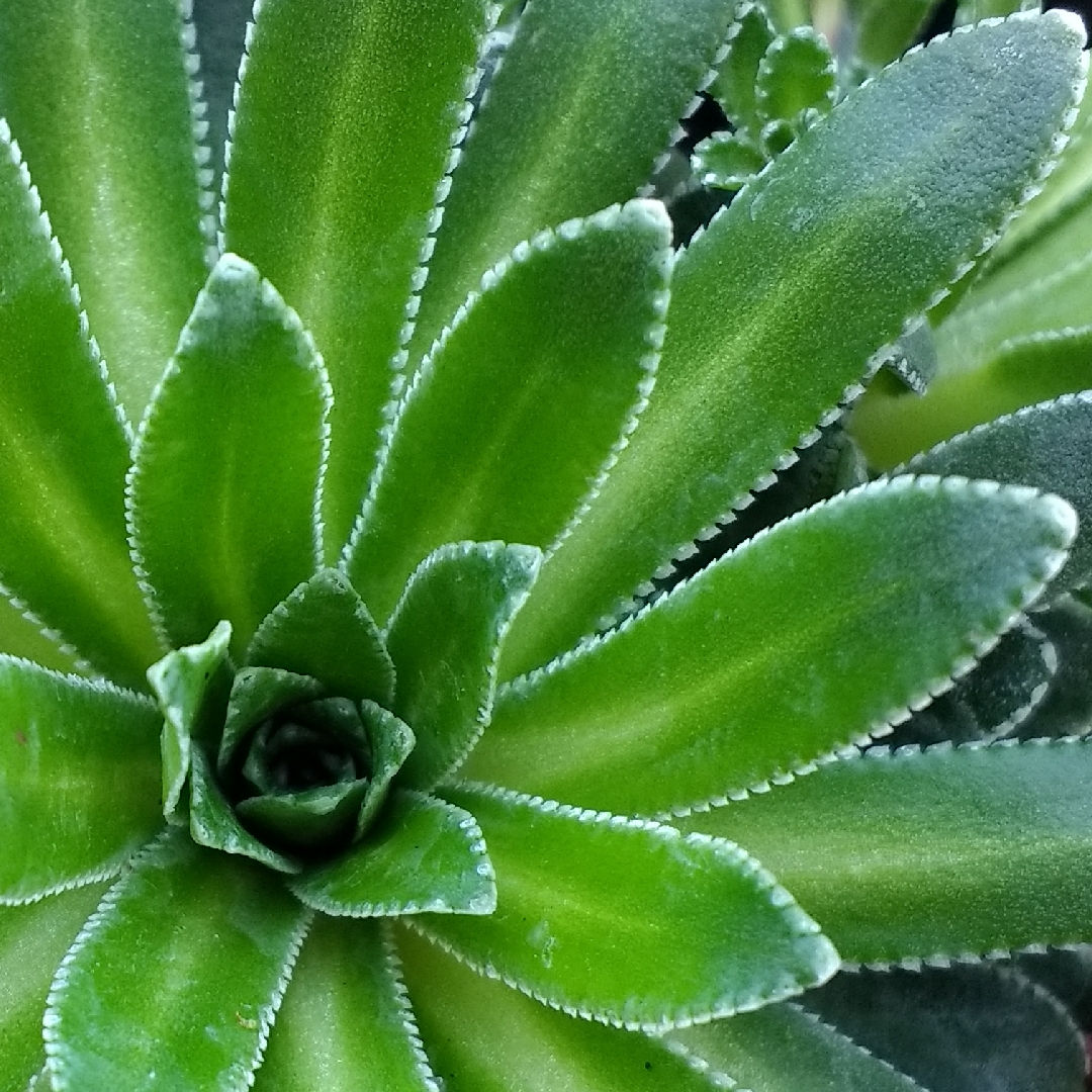 Saxifrage Aizoon in the GardenTags plant encyclopedia