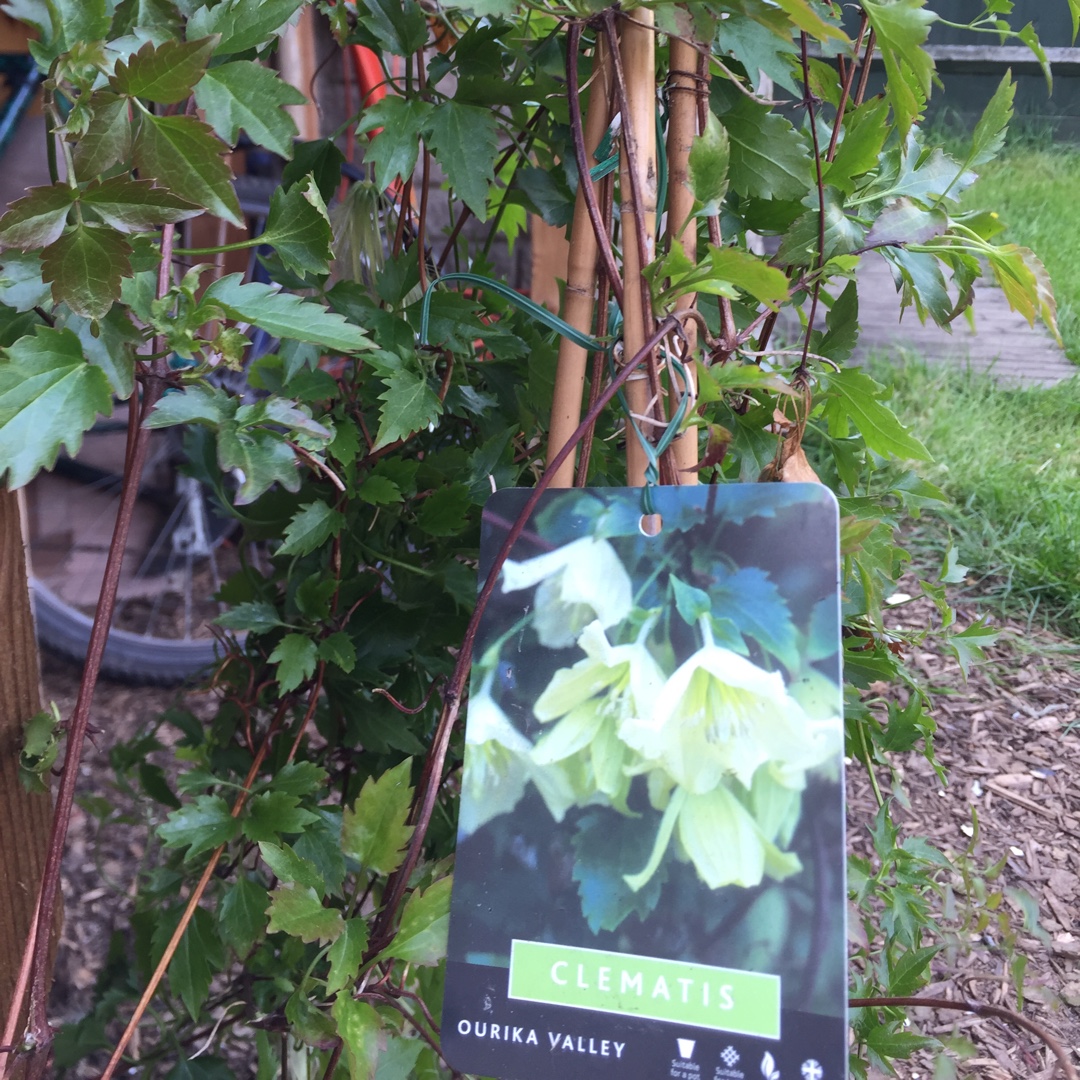 Clematis Ourika Valley in the GardenTags plant encyclopedia