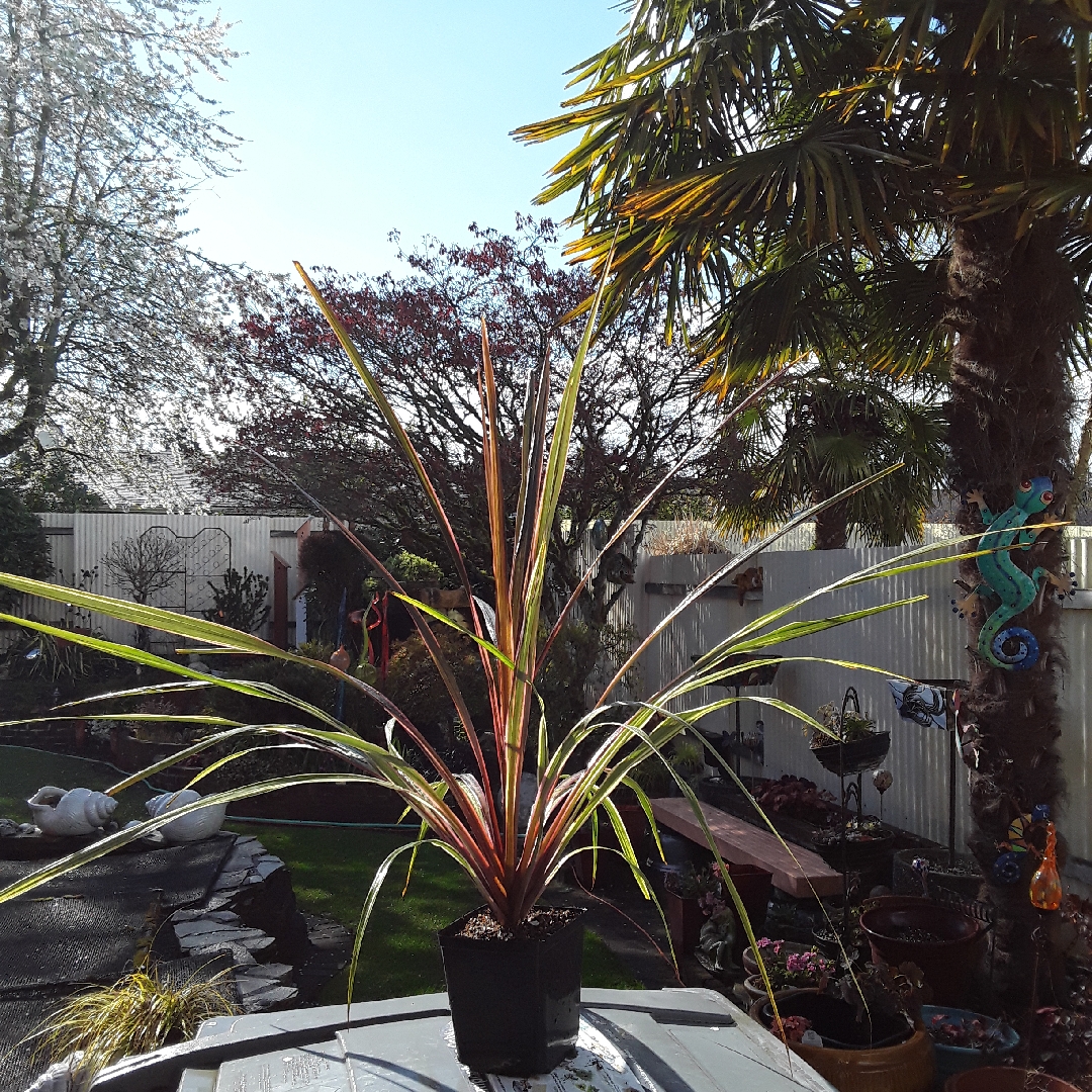 Cabbage Palm Can Can in the GardenTags plant encyclopedia