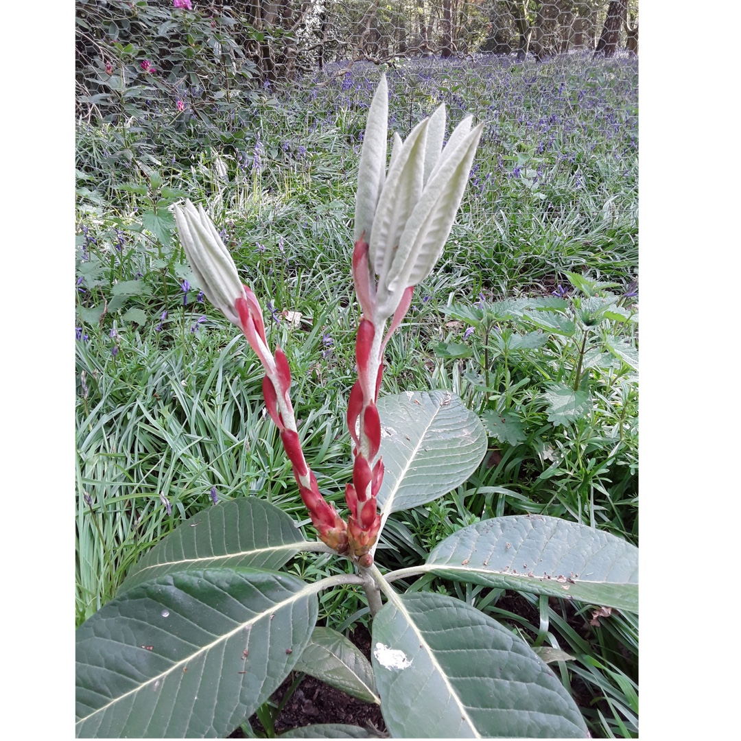 Giant Leaf Rhododendron in the GardenTags plant encyclopedia