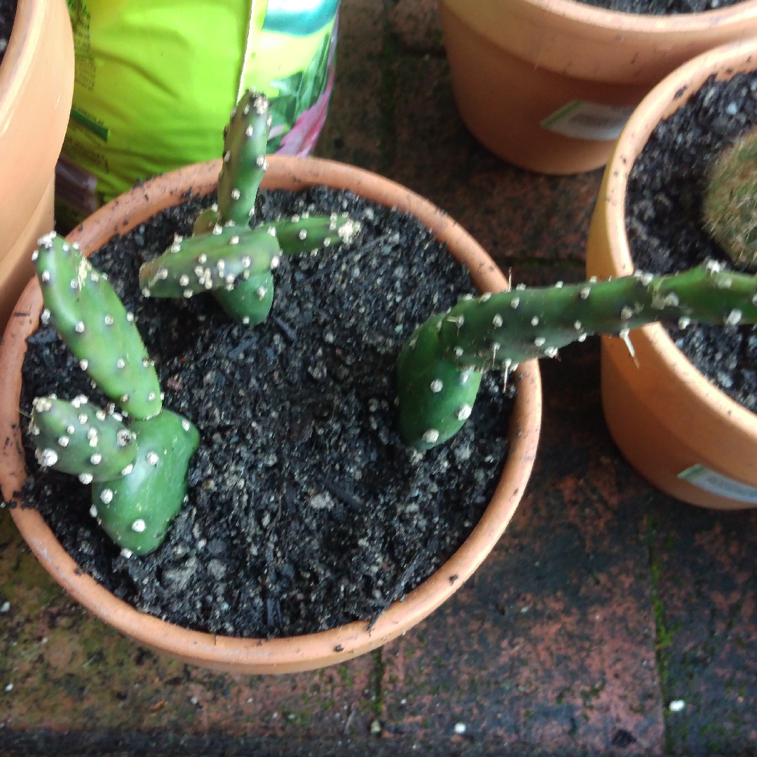 Opuntia Johnsons Hybrid in the GardenTags plant encyclopedia